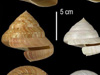 Two specimens of the Charleston Slit Shell, Perotrochus charlestonensis.