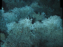 Figure 3: A photo mosaic of live Lophelia coral observed during this expedition.