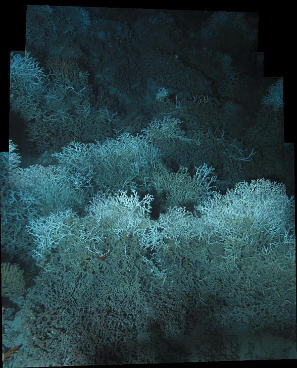 Figure 3:  A photo mosaic of live Lophelia coral observed during this expedition.