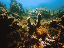 Figure 3: Algal bloom covering a shallow water reef.