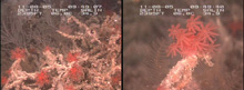 Two views of a red coral