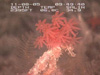 Two views of an Anthomastus sp. octocoral (the red coral).