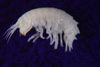 Dr. Jim Thomas believes this to be a new species of a commensal amphipod.