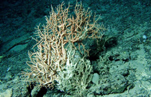 Madrepora occulata coral.