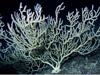 This is the largest colony of white bamboo coral (Keratoisis flexibilis) that Mr. Reed has seen to date.