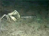 Interaction between a 10-12 foot golden crab and an 8-foot roughtail catshark.
