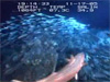 A large school of mackerel which appeared to follow the submersible for almost half an hour around the deep coral reef.