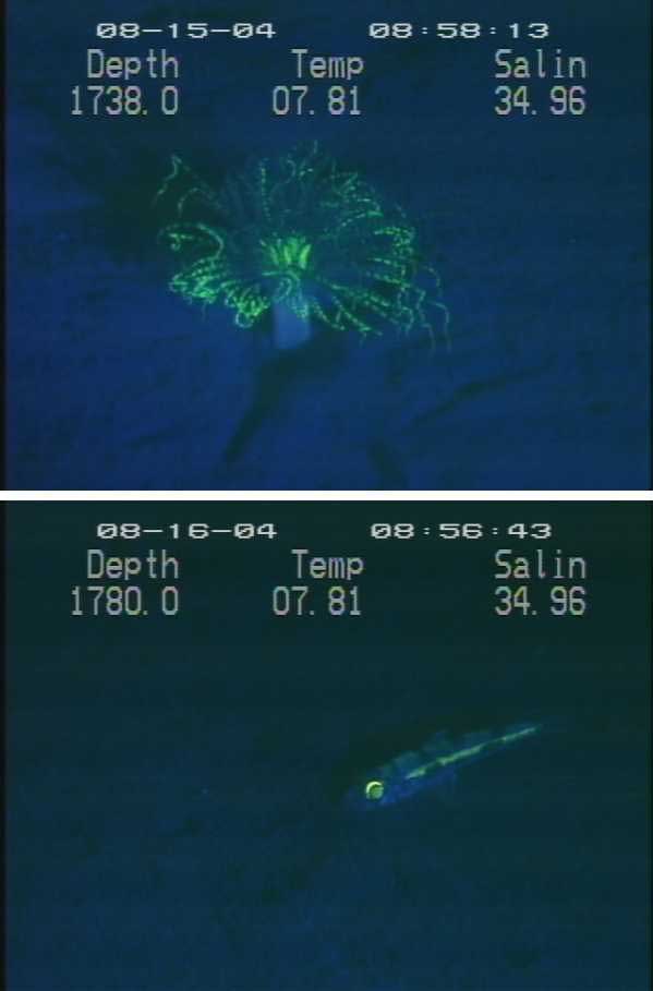 Fluorescence of a tube anemone and shortnose greeneye fish as detected from the submersible