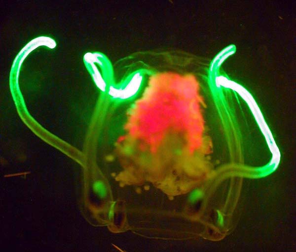 Small planktonic jellyfish with bright green-fluorescent tentacles.