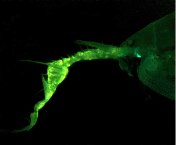 The front end of the male pontellid copepod possessing enlarged right antenna, the bright fluorescence of which most likely improves the visual mate recognition.
