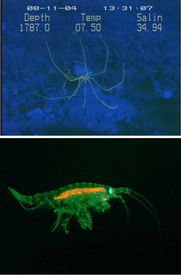 Fluorescence of a sea spider and a small benthic amphipod