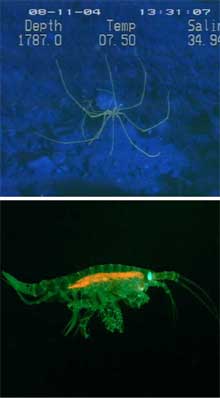 Fluorescence of a sea spider and a small benthic amphipod.