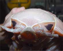 Huge triangular eyes on the deep-sea isopod Bathynomus