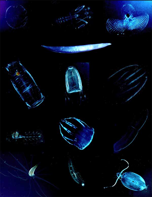 Фитопланктон уровень. Биолюминесценция планктона. Биолюсцентевй планктон. Фосфорицидный планктон. Биолюминесцентный фитопланктон.