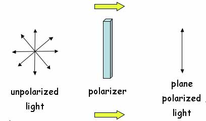 Unpolarized light contains all E-vectors, while plane-polarized light contains a single E-vector direction