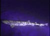 Fluorescent chain cat shark at about 1820 feet deep.