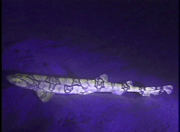 Fluorescent chain cat shark