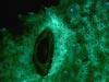 Green fluorescing eyebrow of a 5 cm. frogfish collected at 1,800 ft. deep.