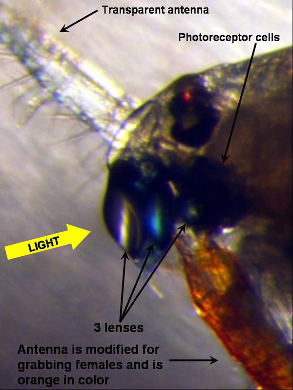 Profile of the head of the pontellid copepod Pontella securifer