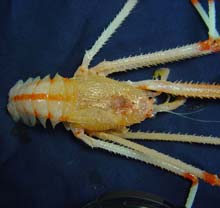 Galatheid crab with UV sensitivity.  Tentatively identified as Gastroptychus sp.