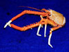 Galatheid crab with a single visual pigment.