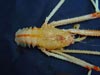 Galatheid crab with UV sensitivity.