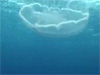 An Aurelia jelly floats along near the surface.