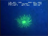 A Fluorescent Tube Anemone Found At The Vioska Knoll Site