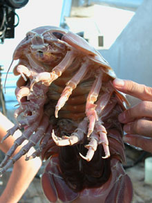 The charisimatic deep sea crustacean, Bathynomis giganteus.
