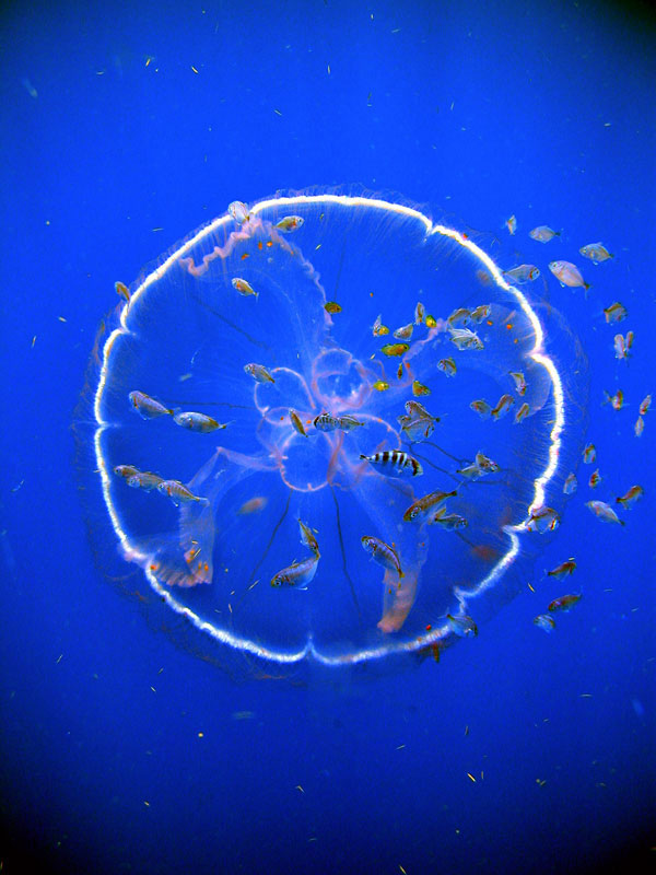  A flotilla of fish follow a transparent drifting jellyfish, Aurelia aurita.