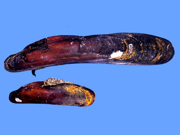 Gigantidas gladius, a newly described species of mussel that reaches over a foot in length.