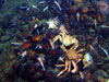 Enormous numbers of crabs were seen in the Mussel Ridge vent area often fighting over their next meal.
