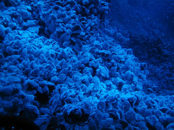 A view of a mussel bed near New Zealand at 100 m depth, lit only by sunlight. Note the blue color tones. Image courtesy of NOAA Vents Program.
