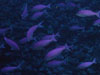 Large schools of mau mau fish call the summit of Giggenbach volcano home.