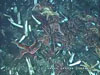See the diverse biological fauna and marine life that the Macauley cone supports.