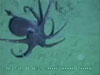 The submersible encounters a brightly colored octopus near the vent area at Monowai caldera around a depth of 1050 meters.