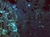 Still image taken by the Medea camera sled showing vent organisms on the seafloor.