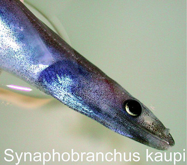 Synaphobranchus kaupi