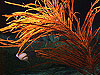 antipatharian or black coral