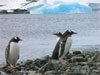 Here three Gentoo penguins (Pygoscelis papus) were photographed near the waters edge.
