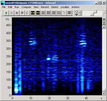 A spectrogram of marine mammal calls observed by a hand held hydrophone in Marion Cove near Korean Antarctic base.