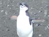 A Chinstrap penguin waving goodbye.