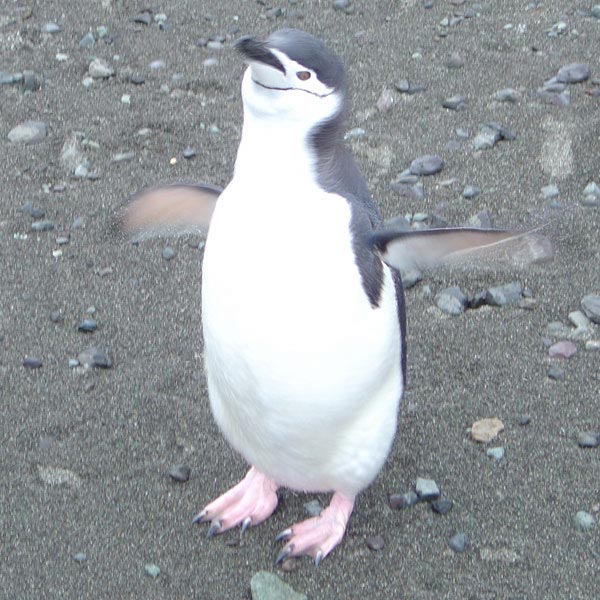 A Chinstrap penguin waving goodbye.