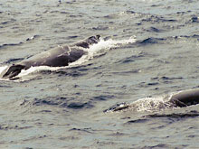 A pair of Humpback whales