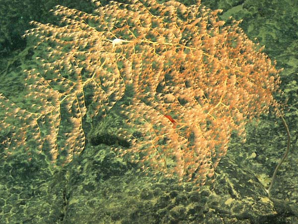 A red shrimp is visible in the branches of a Chrysogorgia coral. 