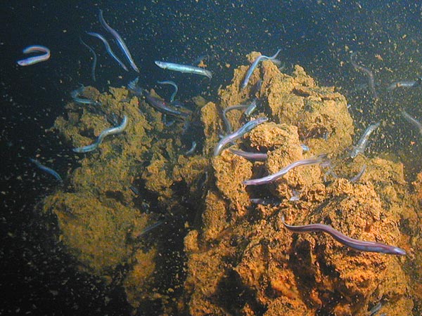 Swarms of small synaphobranchid eels, Dysommina rugosa, live in the crevices on the summit of Nafanua.