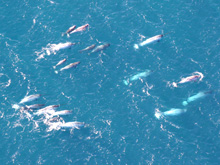 A pod of narwhals from northern Canada