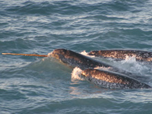 Pod of narwhals, northern Canada
