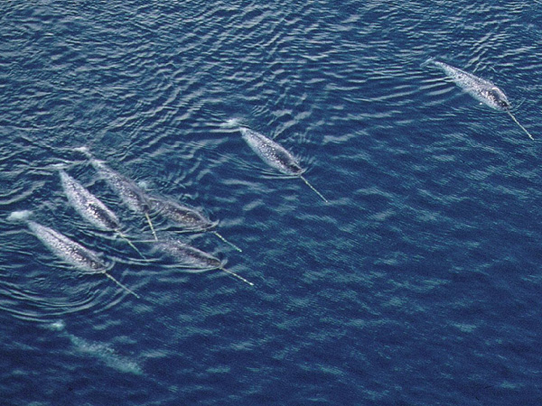 Several male narwhals in Inglefield Bredning