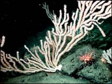 Bamboo coral ( Keratoisis sp.) at Davidson Seamount 